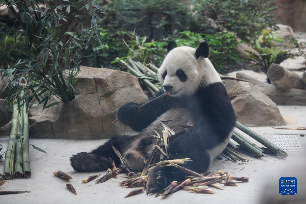 游戏金鲨银鲨